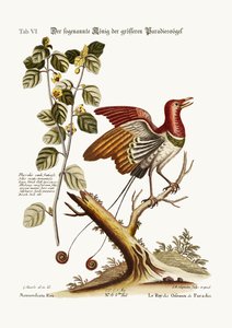 The supposed King of the greater Birds of Paradise